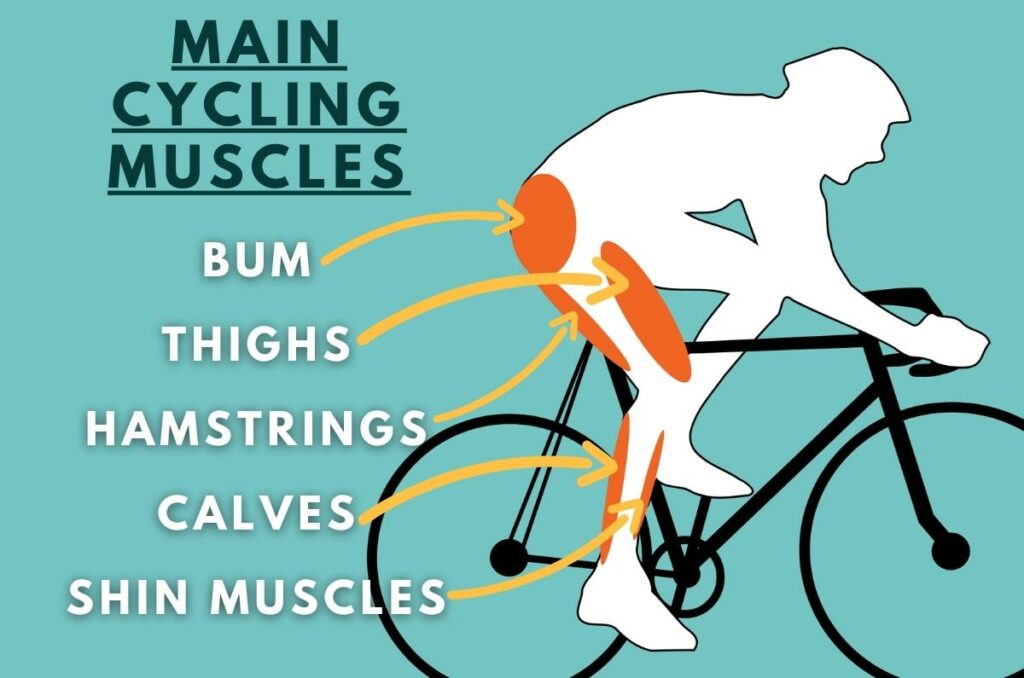 Main cycling muscles used