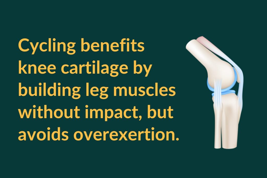 cycling benefits knee cartilage by building leg muscles without impact, but avoids overexertion