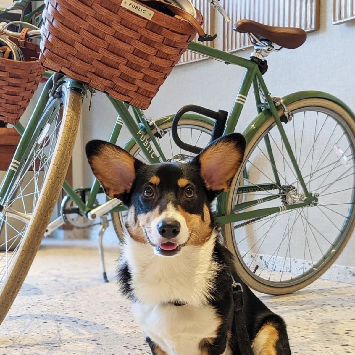 Dog sitting on the floor in front of two bicycles with bike baskets attached