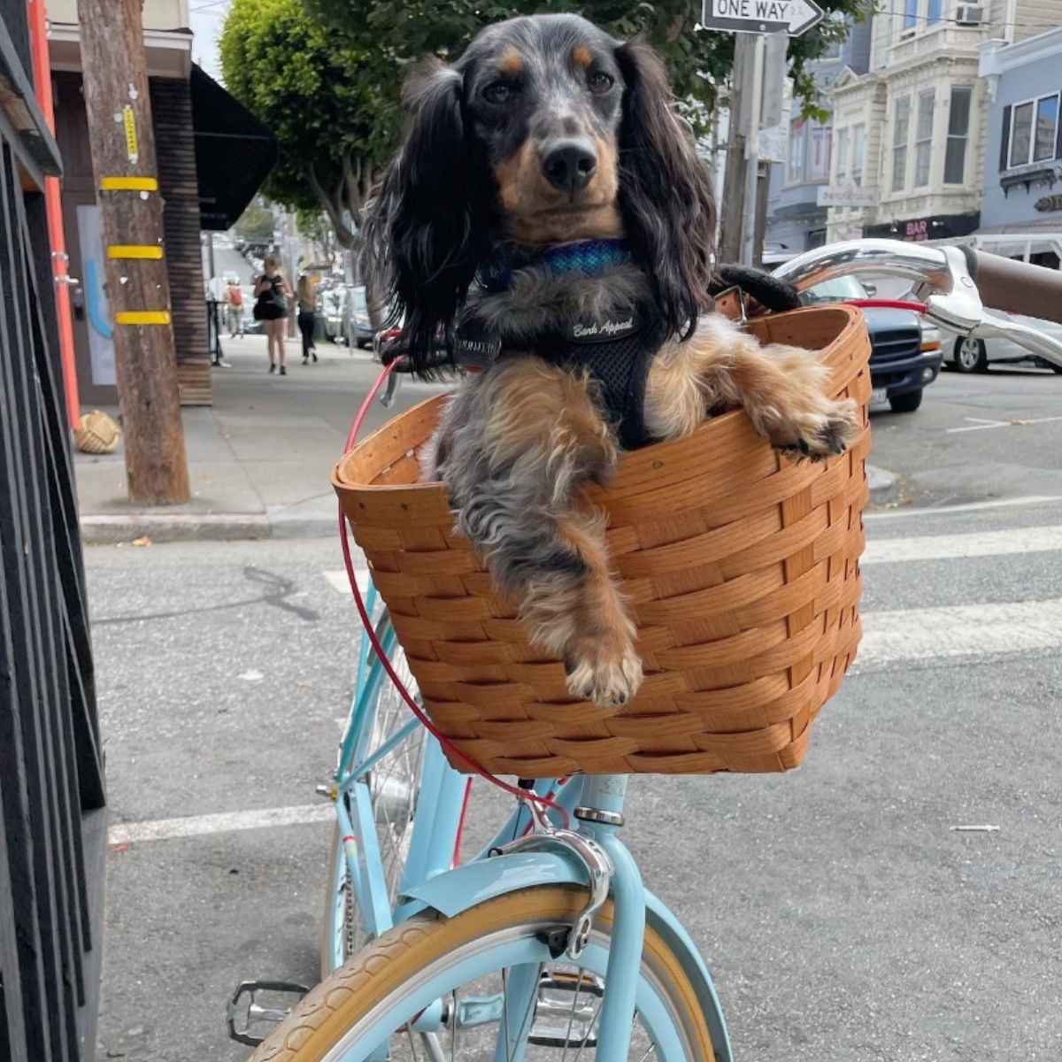 Dog in bike basket
