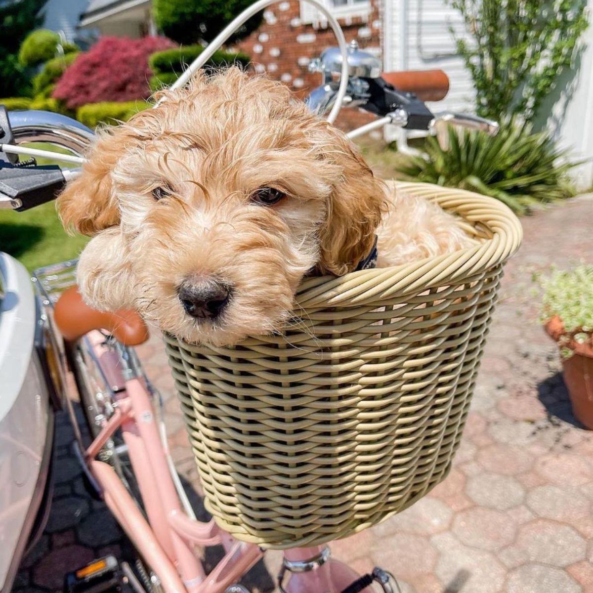 Golden doodle puppy in wicker bike basket