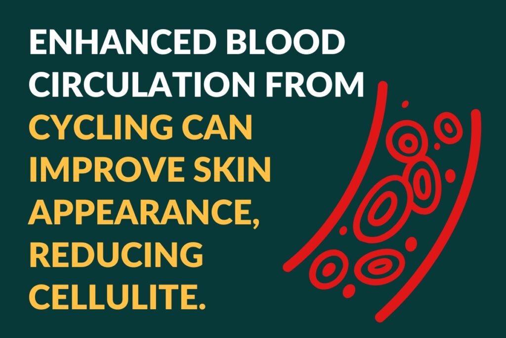 Enhanced blood circulation from cycling can improve skin appearance, reducing 
cellulite.