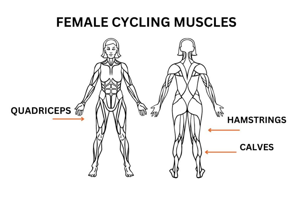 Female Cycling Muscles Illustrated including quads, hamstring, calves