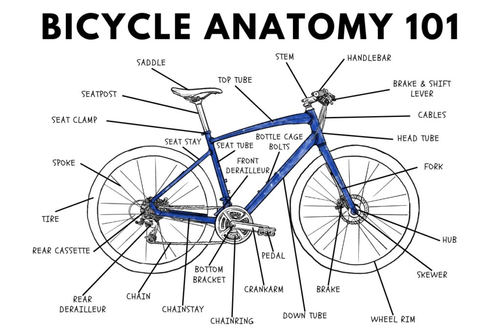 Bicycle Anatomy 101 